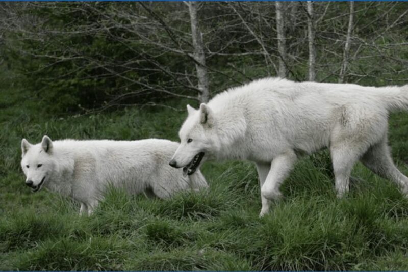Tidewater: White Wolf Sanctuary Tour and Presentation - Encountering the Wolves: What You Can Expect