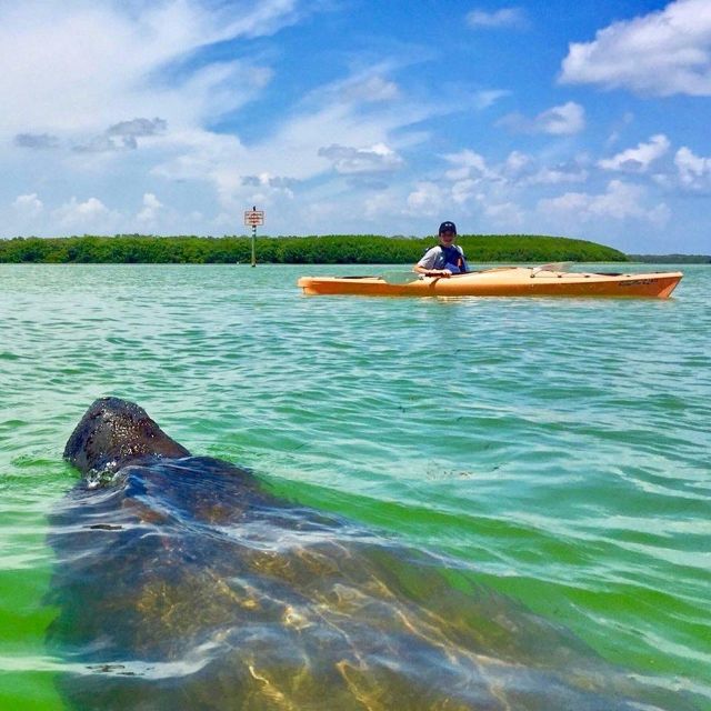 Tierra Verde FL: Coastal Kayaking Tour in Shell Key - Key Points