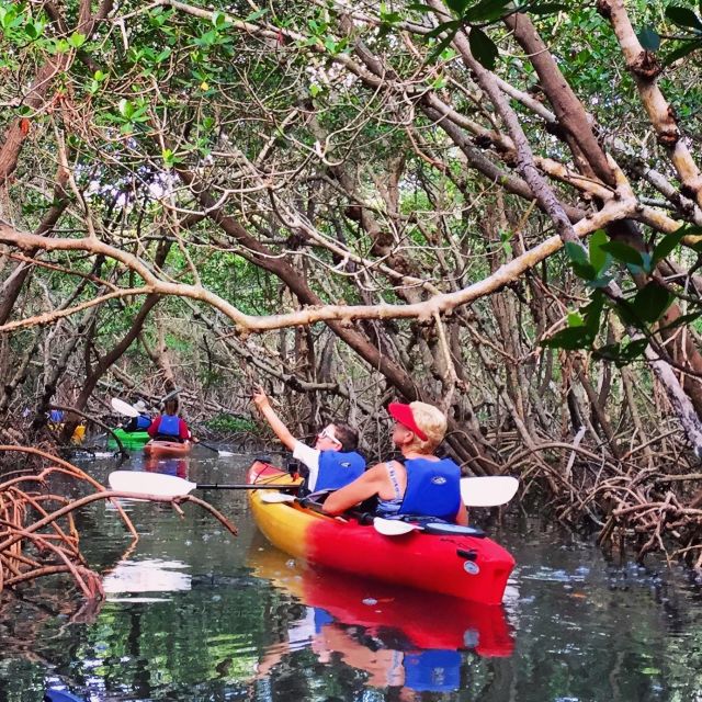 Tierra Verde FL: Coastal Kayaking Tour in Shell Key - The Route: Kayaking Through the Mangrove Tunnels