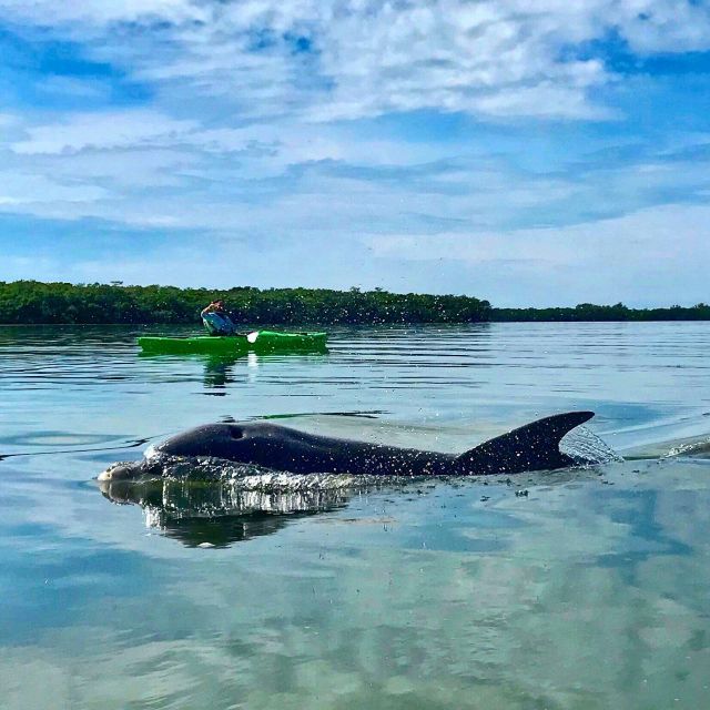 Tierra Verde FL: Coastal Kayaking Tour in Shell Key - Wildlife Encounters During the Kayaking Tour