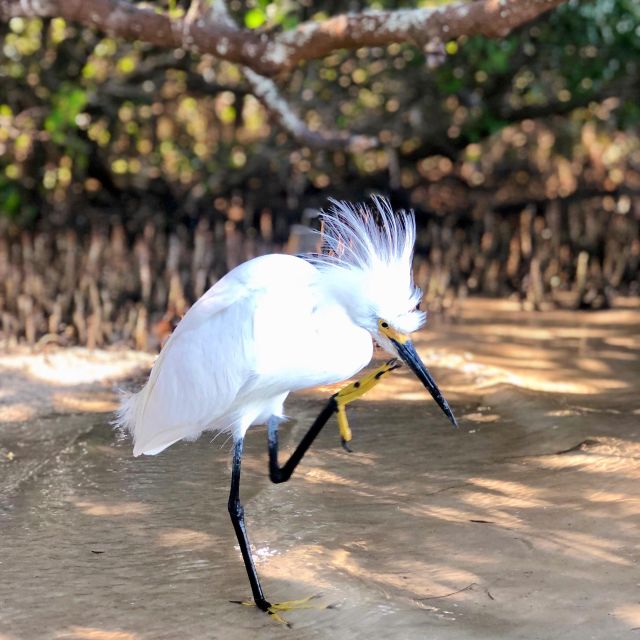 Tierra Verde FL: Coastal Kayaking Tour in Shell Key - Physical Requirements and Accessibility Limits