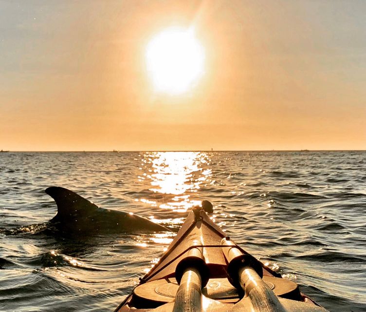 Tierra Verde FL: Coastal Kayaking Tour in Shell Key - Comparing This Tour to Other Eco Experiences in the Area
