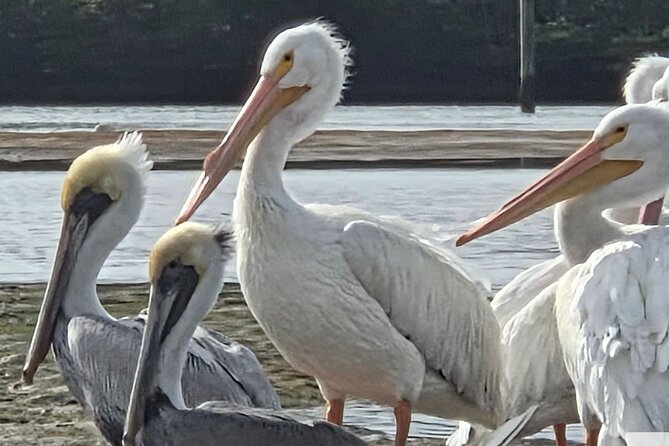 Tiki Pub Amazing Dolphin Eco Adventure - Key Points