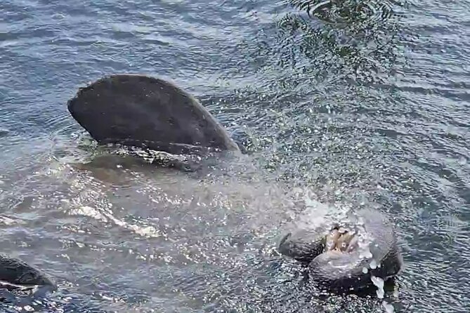 Tiki Pub Amazing Dolphin Eco Adventure - Dolphin and Manatee Sightings in the Bay