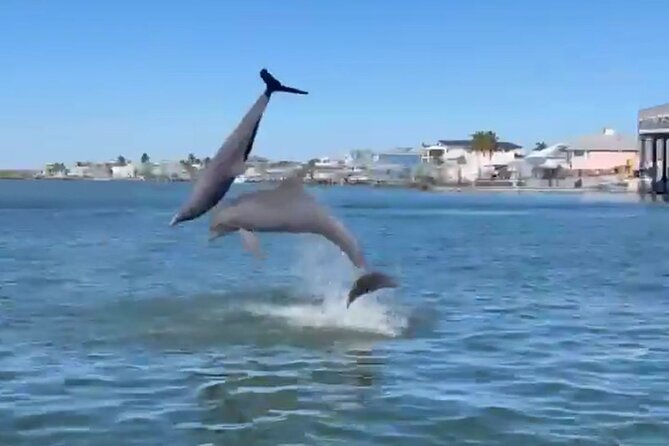 Tiki Pub Amazing Dolphin Eco Adventure - The Experience with Guides and Group Atmosphere