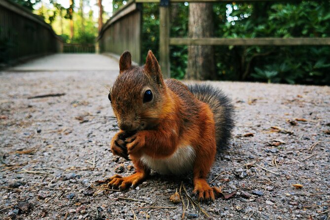 Tip-based Tour of Helsinki - RED UMBRELLA - 2025 - The Vibrant Kauppatori Market
