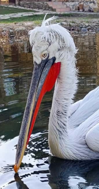 Tirana / Durrës: Berat UNESCO City & Karavasta National Park - The Experience of the Guides and Tour Flexibility