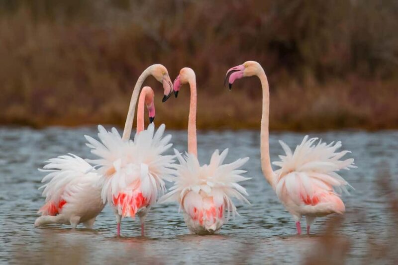 Tirana / Durrës: Berat UNESCO City & Karavasta National Park - Frequently Asked Questions