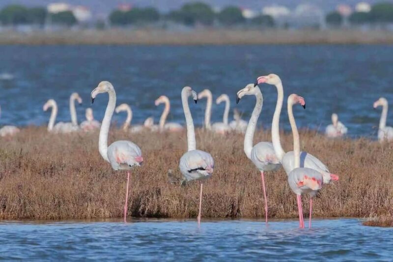 Tirana/Durres/Golem: Karavasta Lagoon Day Tour & Boat Trip! - Explore Albania’s Natural Wonder: Karavasta Lagoon Day Tour & Boat Trip