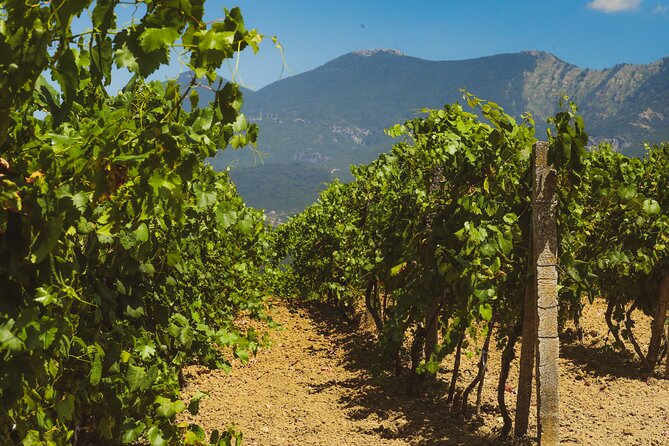 Tirana Lundra Winery Guided Tour with Wine Tasting - The Quality of the Guide and Personal Touch