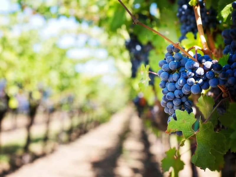 Tirana: Petrela Castle, ATV, Zipline, and Wine Tasting Tour - Adrenaline Options: ATV Ride through Albanian Terrain