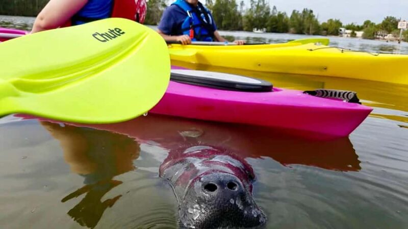 Titusville: Sunset and Bioluminescent Kayaking Tour - Key Points