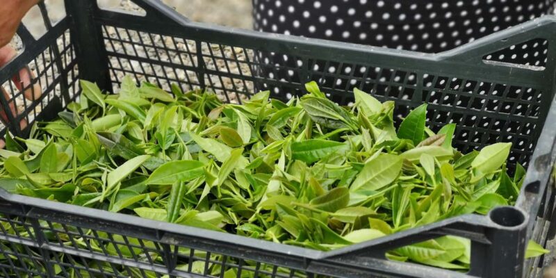 Tkibuli Day Trip with Wine & Tea Tasting from Kutaisi - Sampling Georgian Wine and Traditional Tea at a Bio Farm