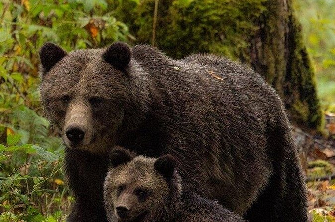 Toba Bears and Wilderness Grizzly Bear Viewing in Campbell River - Marine Wildlife Encounters Near Campbell River