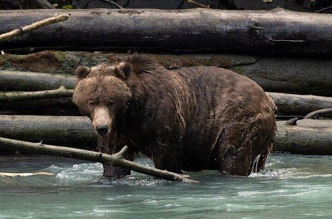 Toba Bears and Wilderness Grizzly Bear Viewing in Campbell River - Logistics: Meeting Point, Transport, and Group Size