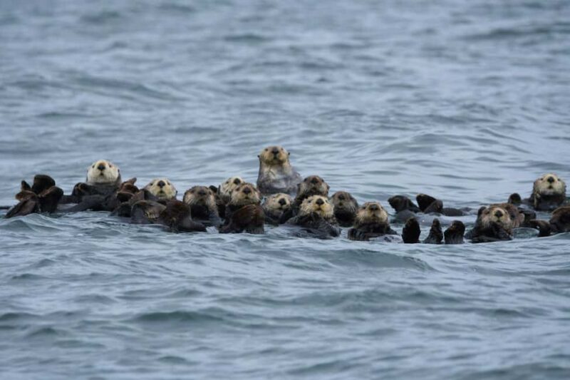 Tofino: Covered Boat Winter Wildlife Watching Tour - Exploring Clayoquot Sounds Coastal Waters in Comfort