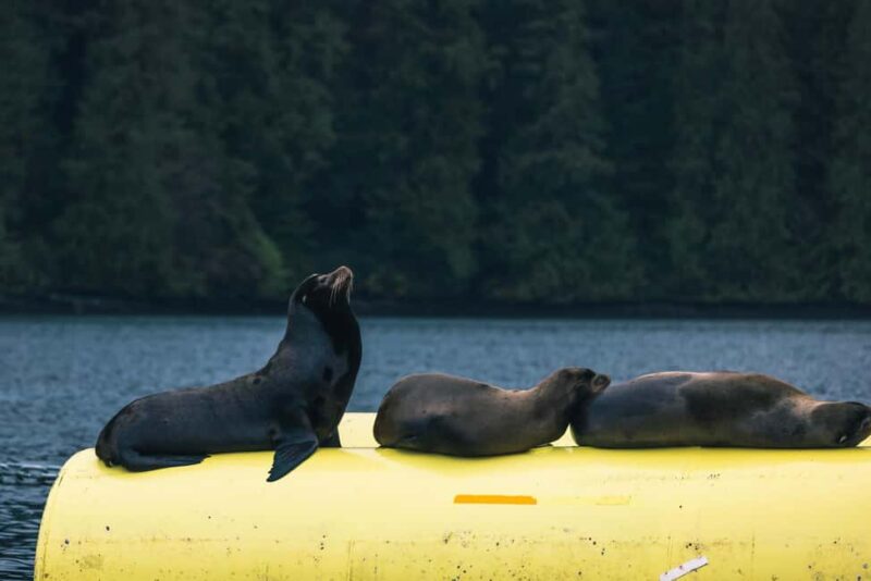 Tofino: Covered Boat Winter Wildlife Watching Tour - The Experience on the Blackfish: A Guided Tour with Expertise