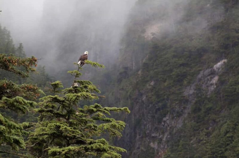 Tofino: Hot Springs Cove Tour with Wildlife Cruise - Practical Details: Meeting Point, What to Bring, and Accessibility
