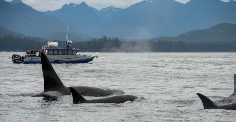 Tofino: Whale Watching Tour with Nature Guide - Key Points