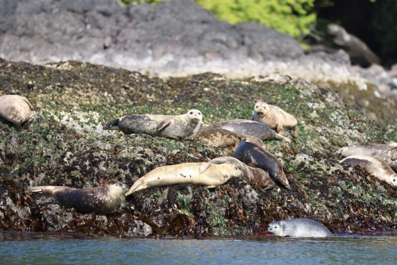 Tofino: Whale Watching Tour with Nature Guide - Scenic Coastlines, Rocky Outcroppings, and Islets