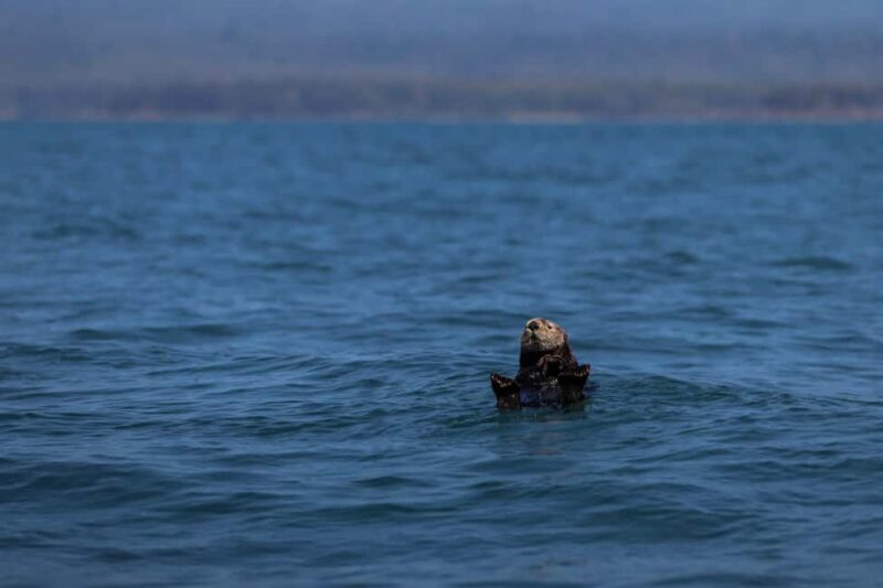 Tofino: Whale Watching Tour with Nature Guide - The Experience Provider: Tofino Resort + Marina