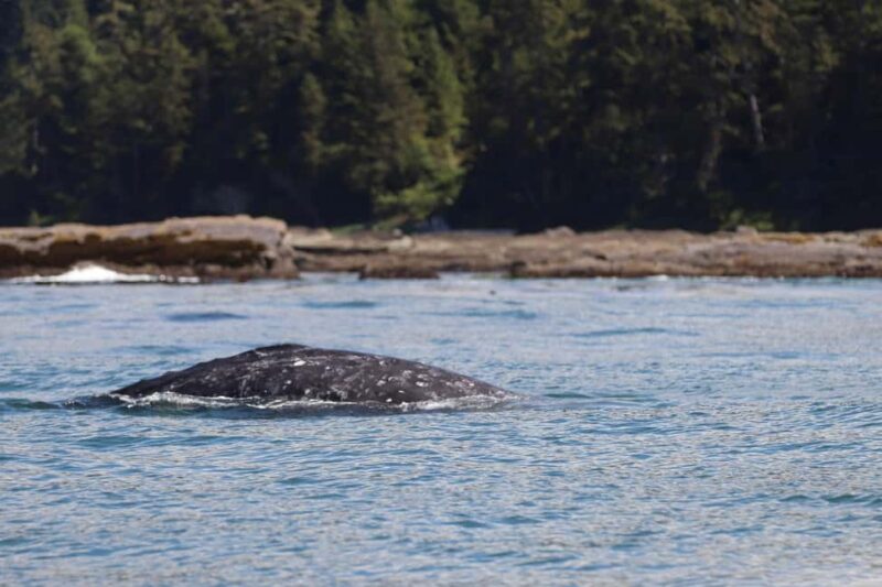 Tofino: Whale Watching Tour with Nature Guide - Who Will Enjoy This Whale Watching Tour?