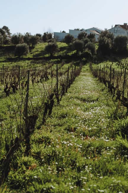 Tomar: Yoga, Meditation and Regional Flavors - Discover a Unique Blend of Wellness and Regional Flavors in Portugal