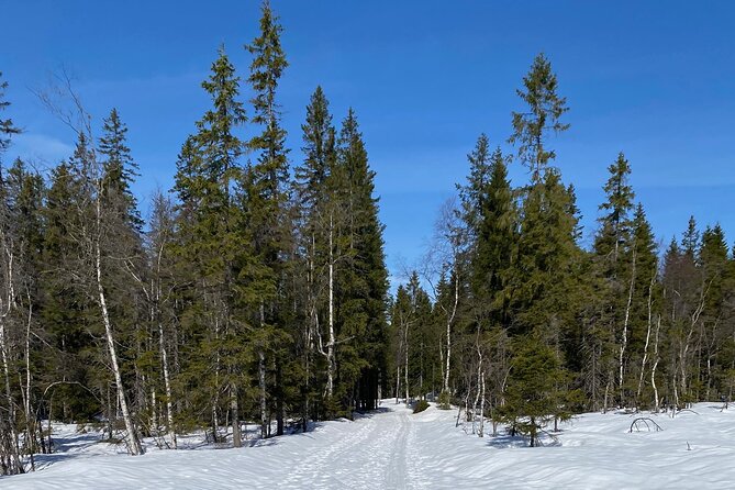 Top of Oslo Snowshoe Tour - The Scenic Route Through Kittelsen Forests to a Spectacular Viewpoint