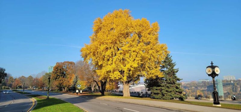 Toronto to Niagara Falls: 4 or more guests Private VIP Tour - Value and Booking Flexibility