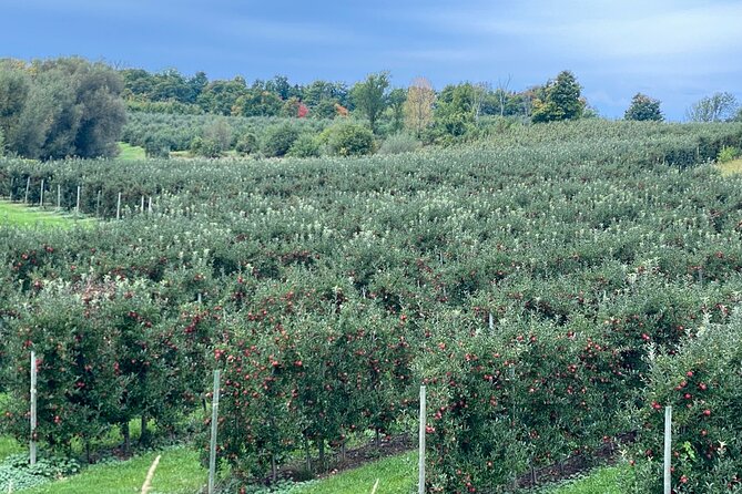 Toronto to Niagara Wine Tour - The Company and Customer Service Reputation