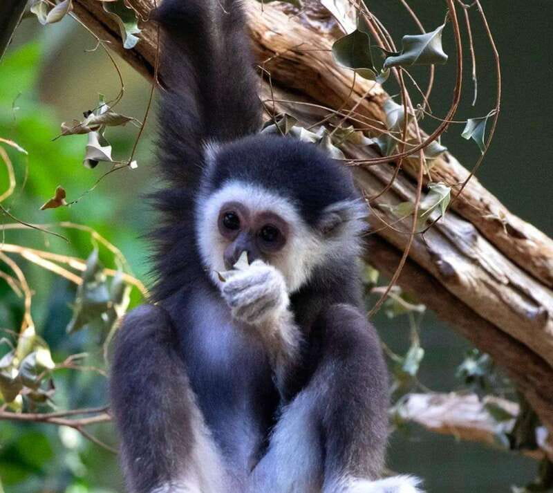 Toronto: Toronto Zoo Entry Ticket - The Polar Bear and Penguin Exhibits: A Highlight