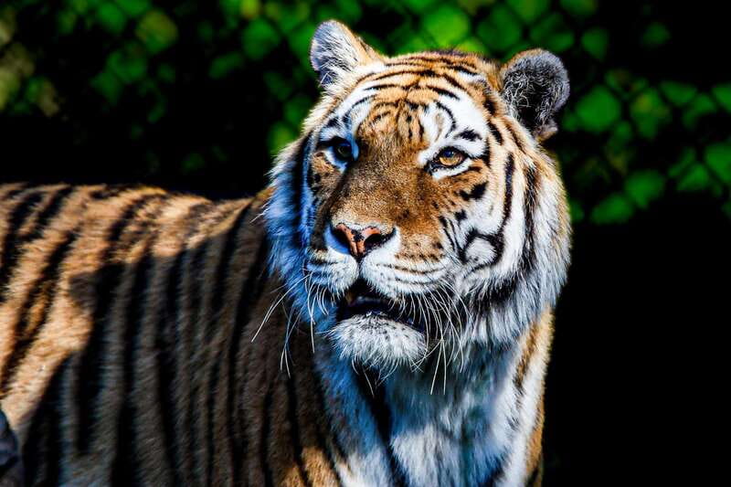 Toronto: Toronto Zoo Entry Ticket - Challenges Noted in Reviews