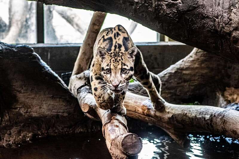 Toronto: Toronto Zoo Entry Ticket - Accessibility and Ease of Booking