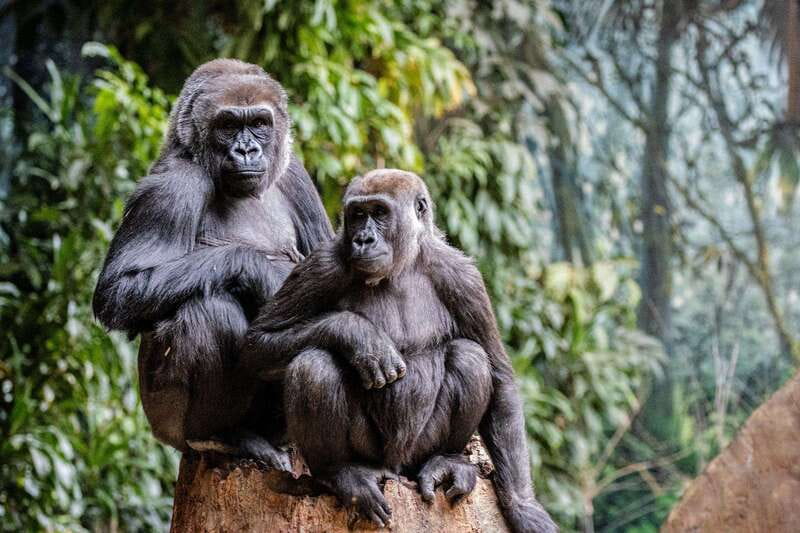 Toronto: Toronto Zoo Entry Ticket - Who Should Visit the Toronto Zoo?