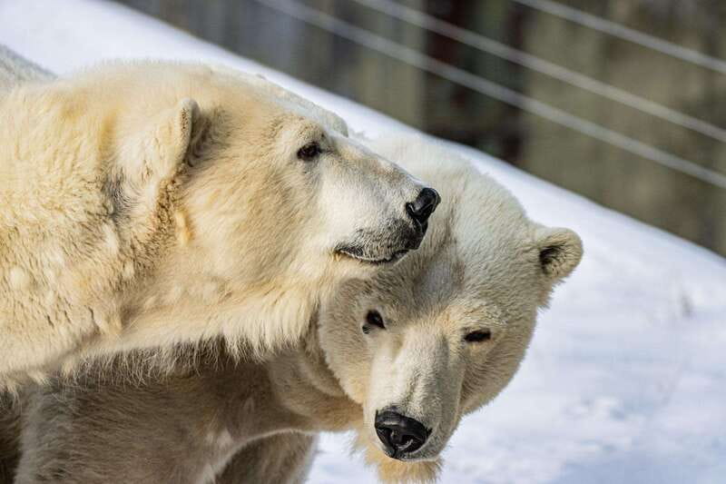Toronto: Toronto Zoo Entry Ticket - The Bottom Line: A Worthwhile Family Adventure