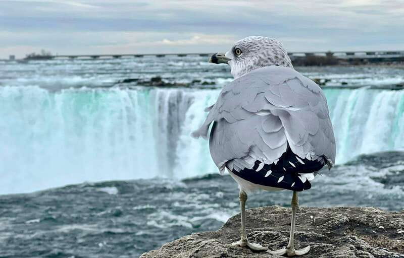 Toronto: Winter Niagara Falls Tour with Attractions Package - Discover Niagara Falls in Winter for $79 with Guided Tours and Attractions