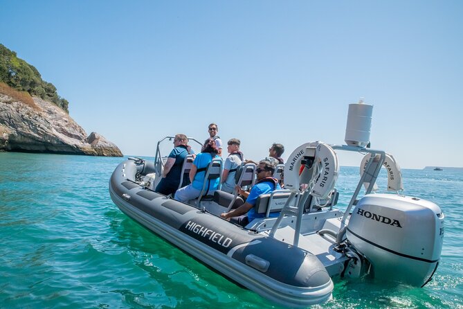 Torquay Coastal RIB Seafari - What Makes the Torquay RIB Seafari Stand Out