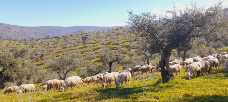 Torre de Moncorvo: Douro Valley Wine Farm & Rural Workshops - Sampling Regional Cuisine and Fine Wines