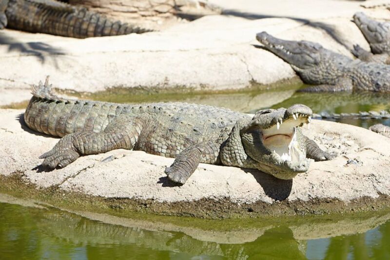 Torremolinos: Crocodile Park Entrance Ticket - Explore Europe’s Only Crocodile Park with Guided Tours and Live Demonstrations
