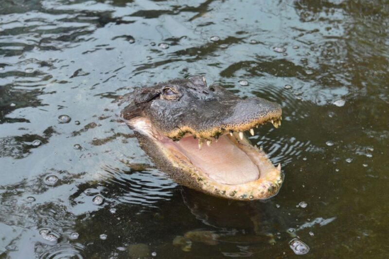 Torremolinos: Crocodile Park Entrance Ticket - Visiting Hours and Seasonal Variations
