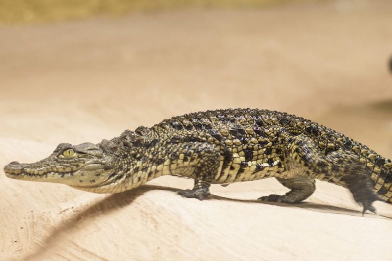 Torremolinos: Crocodile Park Entrance Ticket - Who Will Most Enjoy This Crocodile Experience