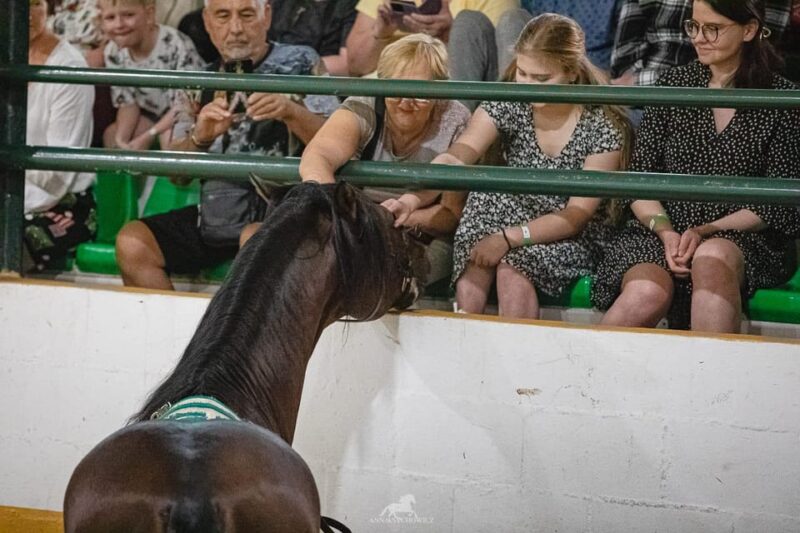 Torremolinos: Spanish horse and flamenco show - Comprehensive Review: What Makes This Tour Stand Out