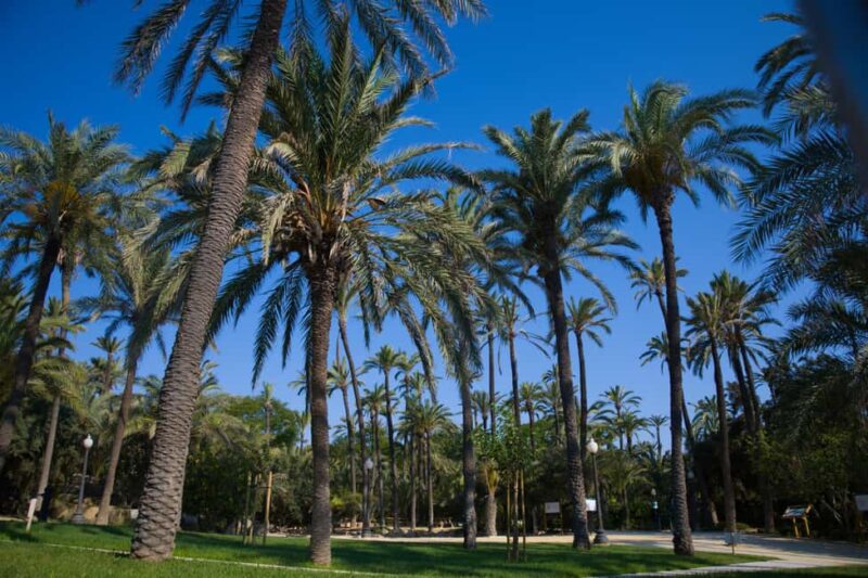 Torrevieja: Local Market and Panoramic Tour - Key Points