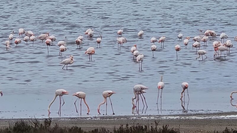 Torrevieja: Natural Parks e-Bike Tour - Practicalities and Group Size