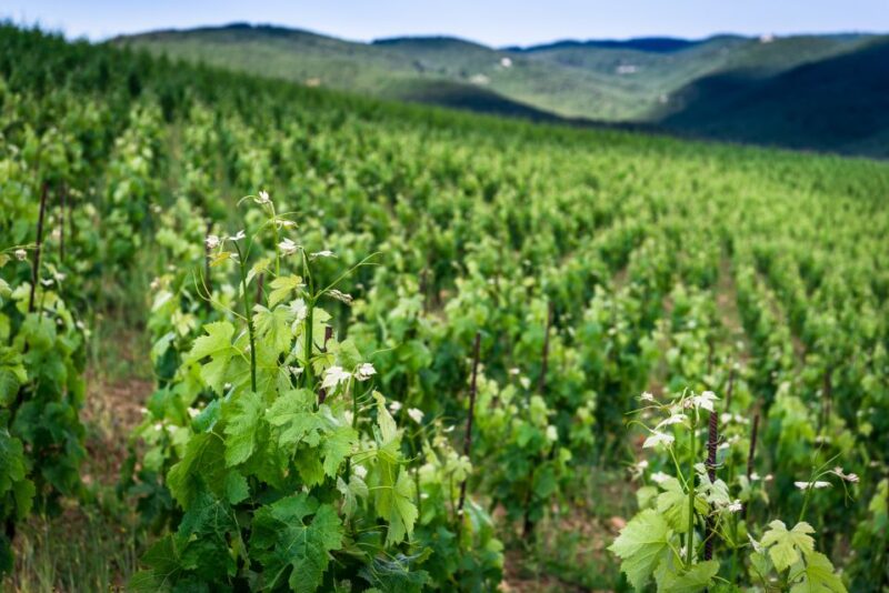 Total Immersion Wine Tour in Chianti - Tasting the Estate’s Wines and Local Nibbles