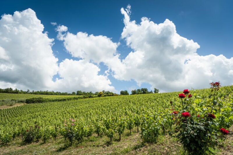 Total Immersion Wine Tour in Chianti - The Expertise of the Guides and What Reviewers Say