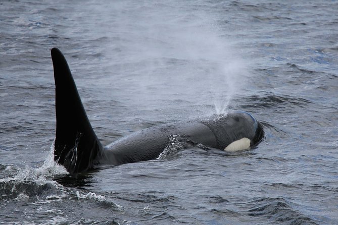 Totems, City & Wildlife by Cable Car Trolley - Guide Expertise and Narration Quality