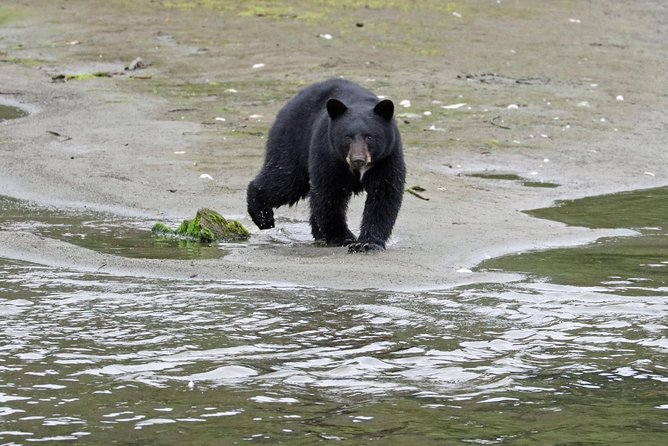 Totems, City & Wildlife by Cable Car Trolley - Considerations for Weather and Season