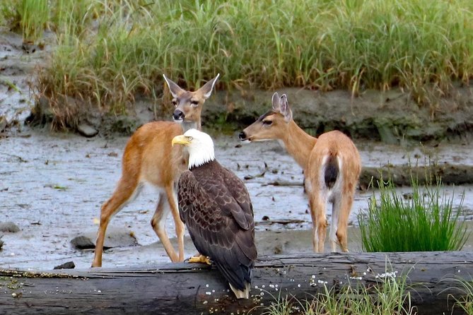 Totems, City & Wildlife by Cable Car Trolley - Accessibility and Physical Fitness Requirements
