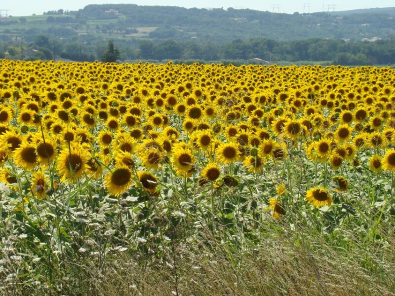 Toulouse to Carcassonne & Albi: Private Sightseeing Tour - Logistics and Practical Details